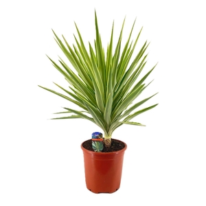 Yucca jewel