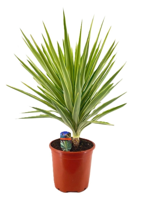 <h4>Yucca jewel</h4>