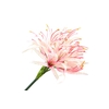 Nerine Pink Light