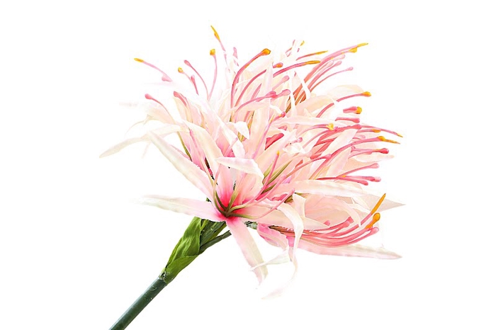 Nerine Pink Light