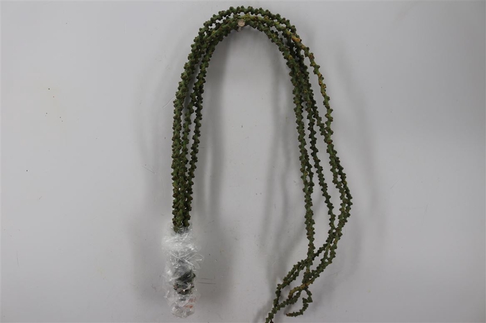 <h4>Caryota String</h4>