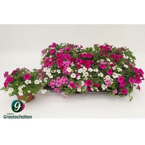 CALIB CA MM PI PARAD