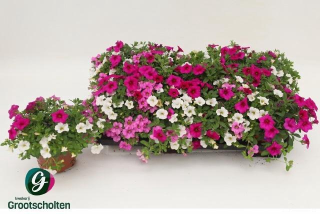 <h4>CALIB CA MM PI PARAD</h4>