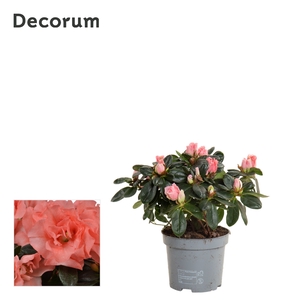 Azalea 9 cm Zalm - Decorum