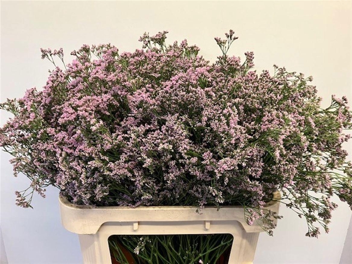 <h4>LIM SAF OSHI PINK</h4>