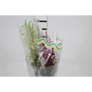 ASTILBE VARIADO