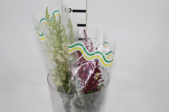 <h4>ASTILBE VARIADO</h4>