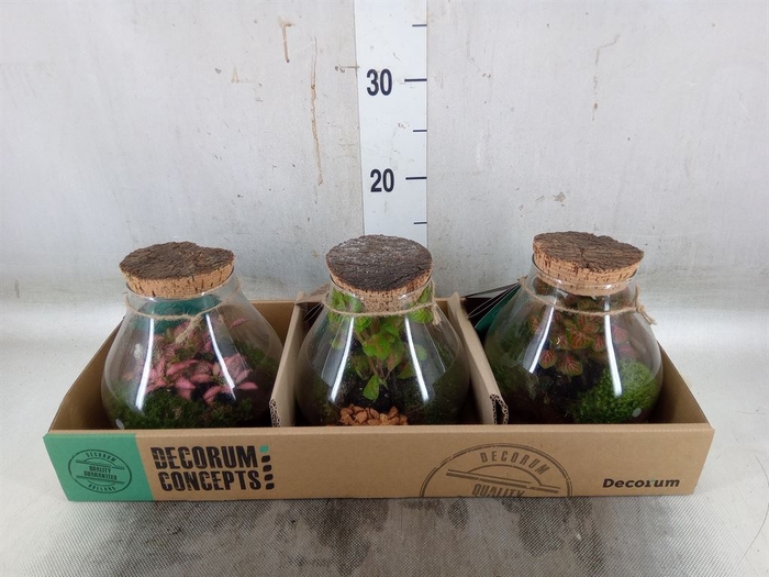 <h4>Arr.   Kamerplant Groen H%</h4>