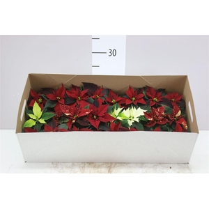 Euphorbia P Mini Gemengd