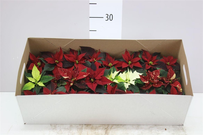 <h4>Euphorbia P Mini Gemengd</h4>