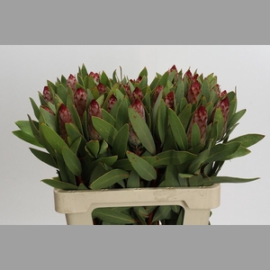 Protea Robijn