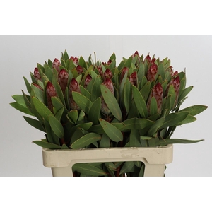 Protea Robijn