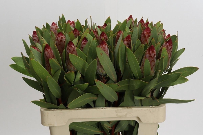 <h4>Protea Robijn</h4>