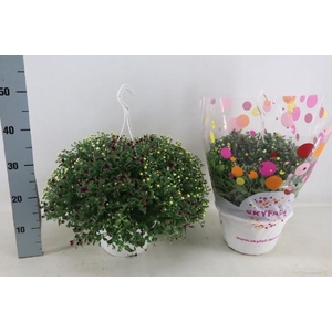 CHRYS SKYFALL GEM