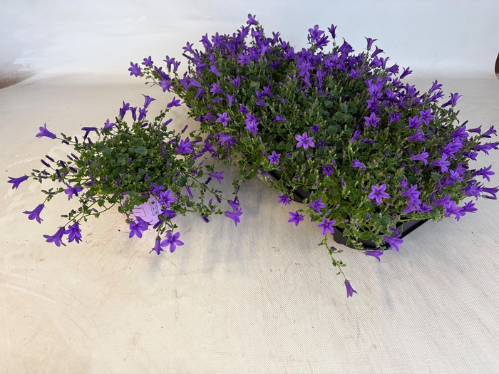 <h4>CAMP POR GEM 3 KL</h4>