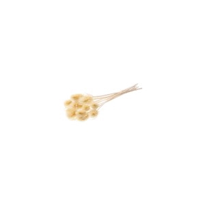 Chardon bleached white