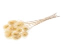 Chardon bleached white