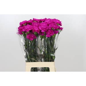 Dianthus St Tiepolo Fucsia
