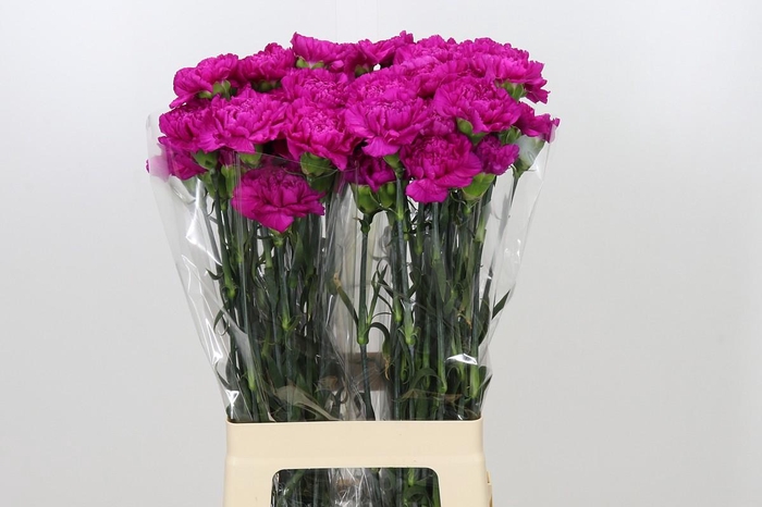 <h4>Dianthus St Tiepolo Fucsia</h4>