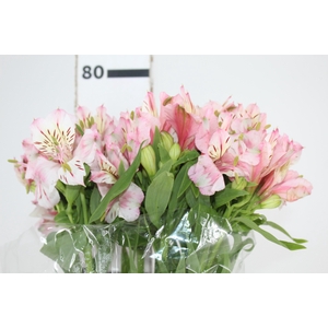 ALSTROEMERIA FANKE 080 CM