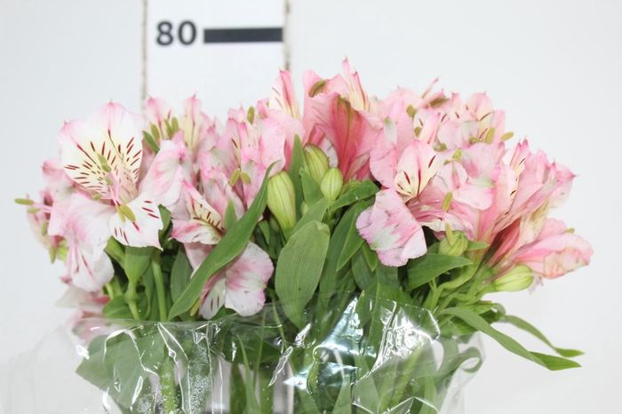 ALSTROEMERIA FANKE 080 CM