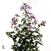 Campanula Lac. Prichard's