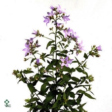 Campanula Lac. Prichard's