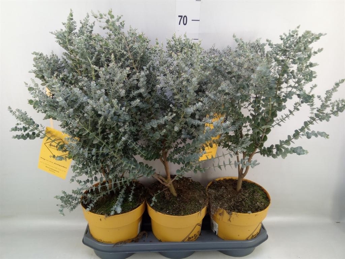 <h4>Eucalyptus</h4>