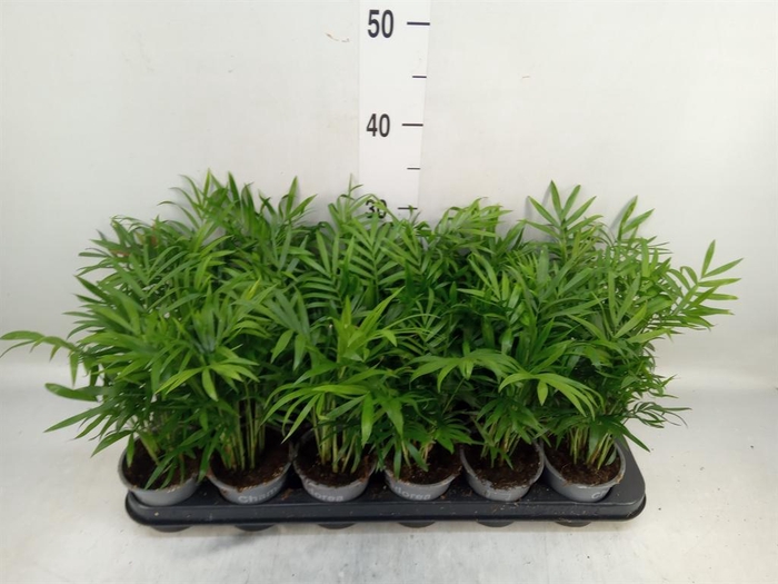 <h4>Chamaedorea elegans</h4>