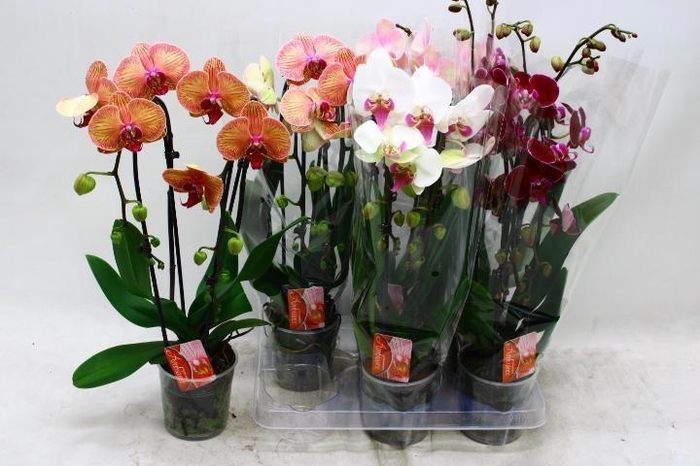 <h4>PHAL EL CASCADE</h4>