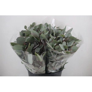 Euca Populus Short 150gr P Bunch