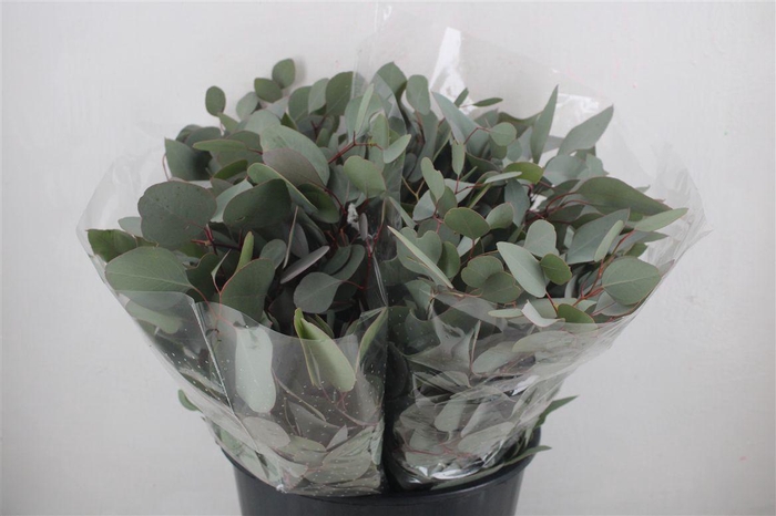 <h4>Euca Populus Short 150gr P Bunch</h4>