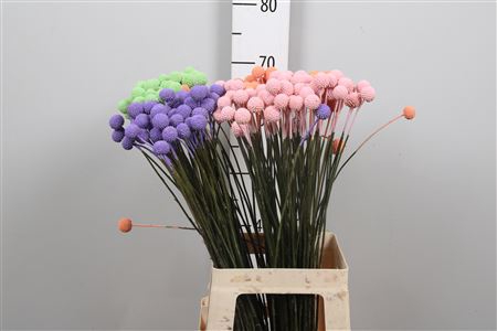 <h4>Cras Klb Pastel Mix</h4>