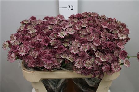<h4>Astrantia major 'Roma'</h4>