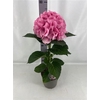 Hydr M Fusion Licht Roze