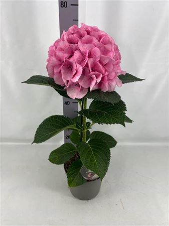 Hydr M Fusion Licht Roze