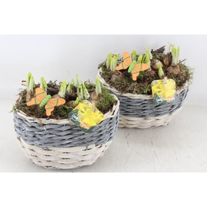 arr4 Narcis MB - Mand kl. ovaal grijs/wit