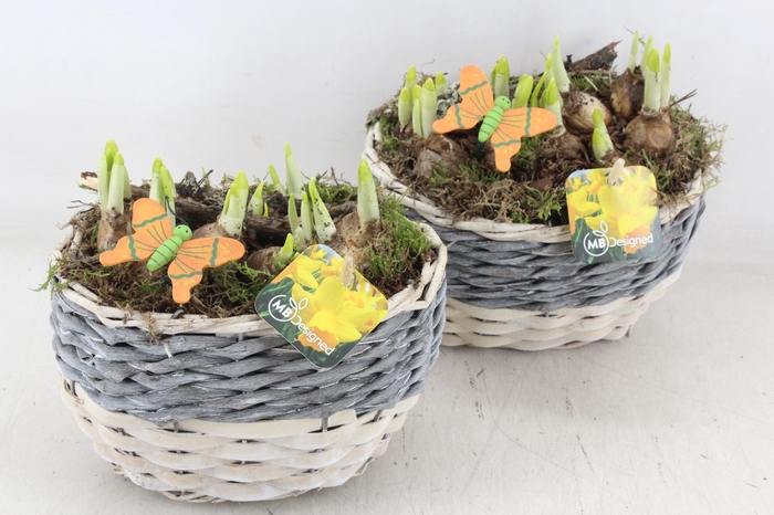 <h4>arr4 Narcis MB - Mand kl. ovaal grijs/wit</h4>