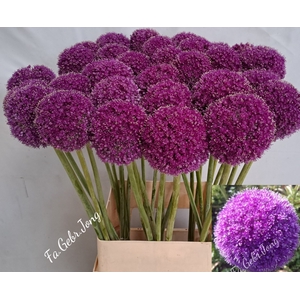 ALLIUM GIGANTEUM