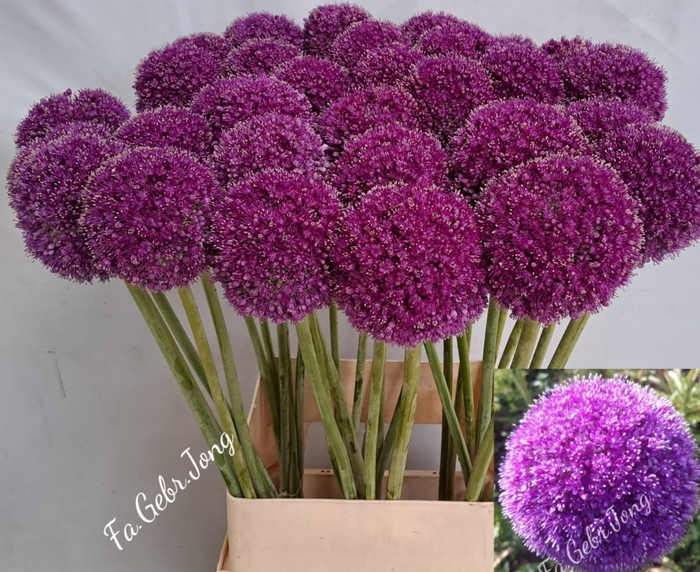 <h4>ALLIUM GIGANTEUM</h4>