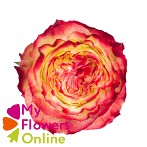 R Gr Apple Jack Bicolor 50cm EC