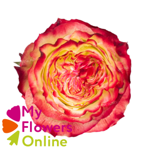 <h4>R Gr Apple Jack Bicolor 50cm EC</h4>