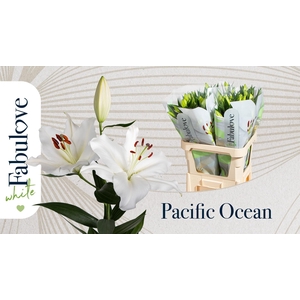LI OR PACIFIC OCEAN