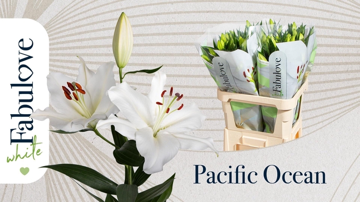 <h4>LI OR PACIFIC OCEAN</h4>