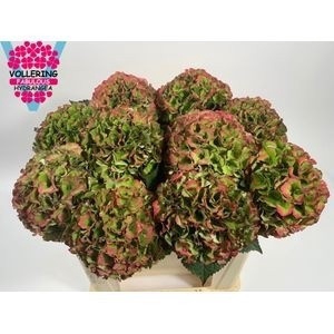 HYDR M ROY PALACE CL