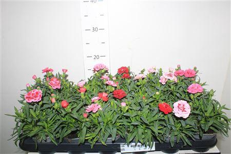 <h4>Dian Osc Gem</h4>