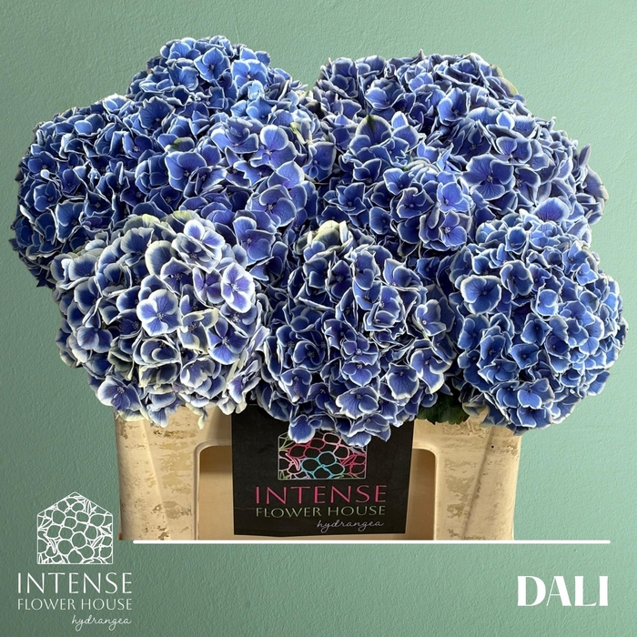 <h4>HYDR M BEAU DALI</h4>