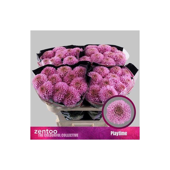 <h4>Chr G Playtime</h4>