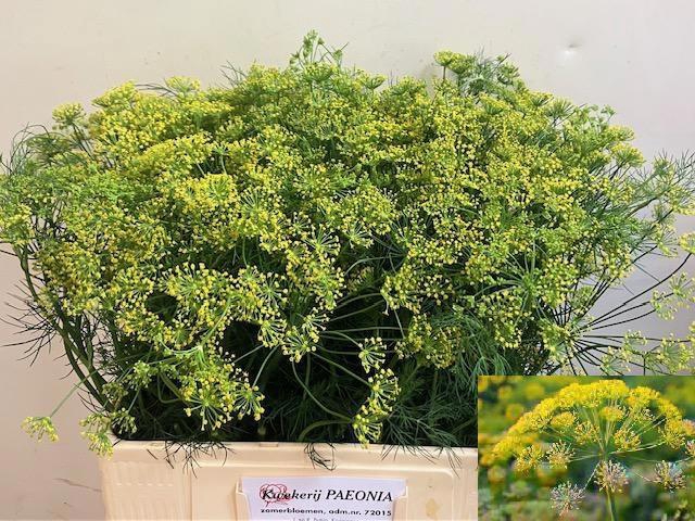 <h4>ANET GRAVEOLENS</h4>