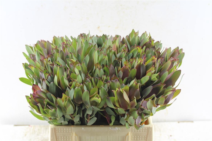 <h4>Leucad Senorita</h4>